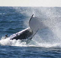 Whale Watching Sydney - Attractions