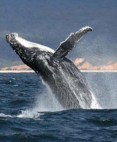 Whale Watching Sydney - Attractions 2