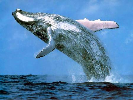 Whale Watching Sydney - Attractions 3