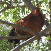 Perth City Farm Organic Markets - Attractions 3