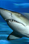 The Aquarium Of Western Australia - thumb 2
