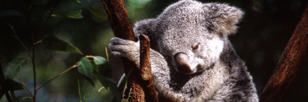 Koala and River Cruise by Mirimar Cruises - Attractions