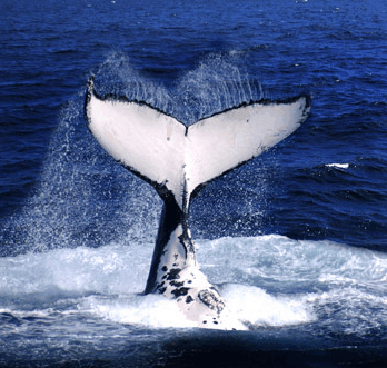 Brisbane Whale Watching - Attractions 0