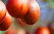 Tropical Fruit World - thumb 0