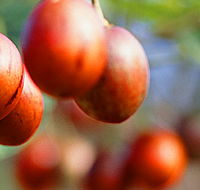 Tropical Fruit World - Attractions