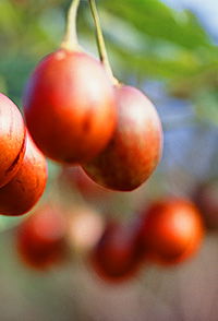 Tropical Fruit World - Attractions 0