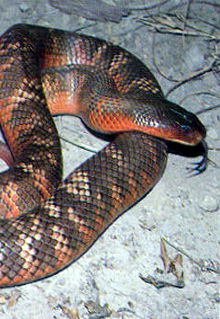 Armadale Reptile & Wildlife Centre - Attractions 0