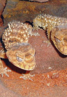 Armadale Reptile & Wildlife Centre - Attractions 1