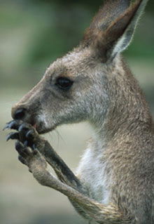 Armadale Reptile & Wildlife Centre - Attractions 2