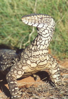 Armadale Reptile & Wildlife Centre - Attractions 3