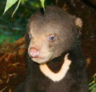 Perth Zoo - Attractions