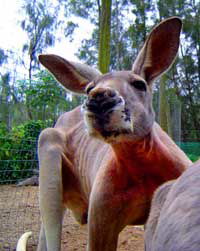 Birdland Animal Park - Attractions 3