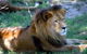 Mogo Zoo - thumb 1
