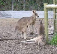 Jirrahlinga Koala  Wildlife Sanctuary - Attractions