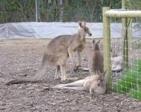 Jirrahlinga Koala & Wildlife Sanctuary - Attractions 0
