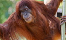 Melbourne Zoo - Attractions 1