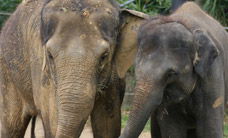 Melbourne Zoo - Attractions 3