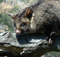 Moonlit Sanctuary Wildlife Conservation Park - Attractions
