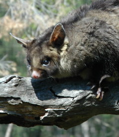 Moonlit Sanctuary Wildlife Conservation Park - Attractions 0