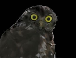 Moonlit Sanctuary Wildlife Conservation Park - Attractions 1