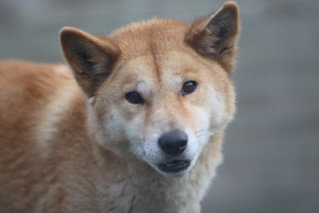 Moonlit Sanctuary Wildlife Conservation Park - Attractions 3