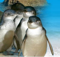 Phillip Island Penguin Parade - Attractions