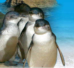 Phillip Island Penguin Parade - Attractions 0
