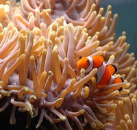 Reef HQ Great Barrier Reef Aquarium - Attractions