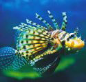 Underwater World - Attractions