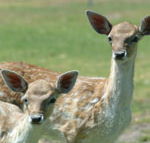 Marapana Wildlife Park - Attractions