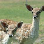 Marapana Wildlife Park - Attractions 0