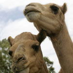 Marapana Wildlife Park - Attractions 3