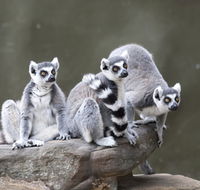 Adelaide Zoo - Attractions