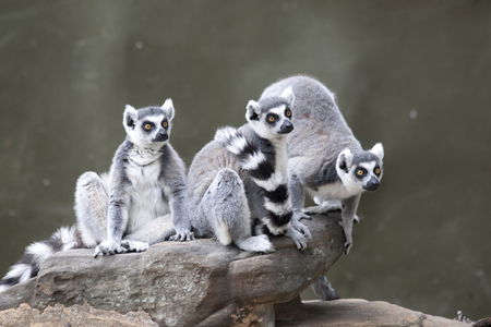 Adelaide Zoo - Attractions 0