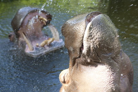 Adelaide Zoo - Attractions 2