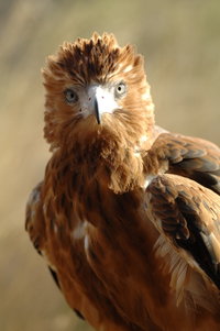 Book Alice Springs Accommodation Vacations Attractions Attractions