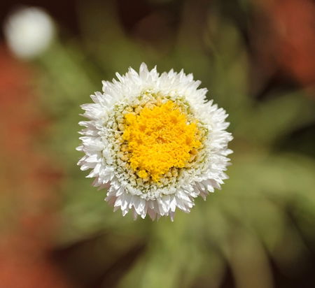 Alice Springs Desert Park - Attractions 1
