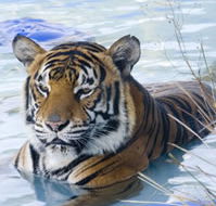 Zoo Doo Wildlife Park - Attractions