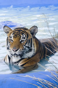 Book Richmond Accommodation Vacations Attractions Attractions