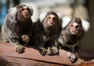 Zoo Doo Wildlife Park - Attractions 1