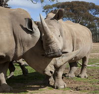 Monarto Zoo - Attractions