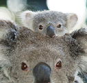 Billabong Koala and Wildlife Park - Attractions