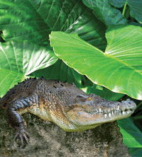 Billabong Koala And Wildlife Park - Attractions 2