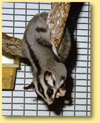 OZe Wildlife - Attractions 3