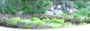Calmsley Hill City Farm - Attractions 1