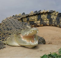 Dundee's Wildlife Park - Attractions