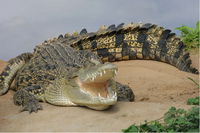 Book Murray Bridge Accommodation Vacations See Attractions See Attractions