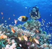 Drop Zone Dive Site - Attractions