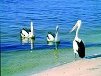 Noosa Everglades Discovery - Attractions Las Vegas 2