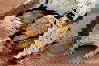 Alice Springs Reptile Centre